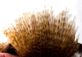 Rooster neck Rooster neck