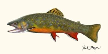 Brook trout Brook trout