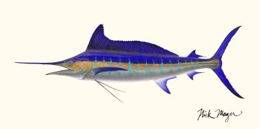 Striped marlin Striped marlin