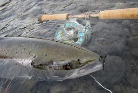 A Nize salmon A Nize salmon