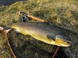 Minnivallalækur proves itself again as a big fish river Minnivallalækur proves itself again as a big fish river