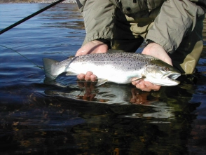 A nice calm water fish A nice calm water fish