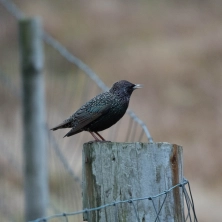 A starling A starling