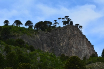 Pehuen trees line the ridges Pehuen trees line the ridges
