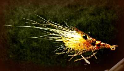 Perfect Copper Shrimp Perfect Copper Shrimp