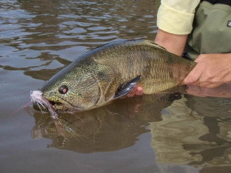 A Tararira fell for a muddler A Tararira fell for a muddler