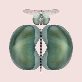 Complex eyes Complex eyes