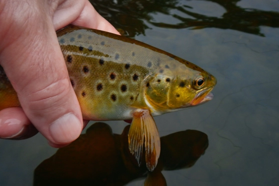 The result The result