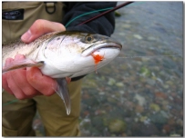 A spring trout A spring trout