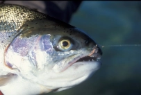 Doing its job Doing its job