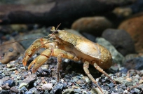 Páncora (aegla spp.) Páncora (aegla spp.)