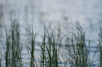 Impressionistic Impressionistic