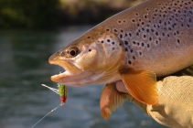 Hefty brown trout Hefty brown trout