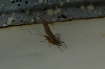 Early mayfly Early mayfly