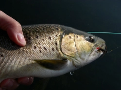 Hungry for a Red Tag Hungry for a Red Tag