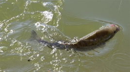 Fierce fighter Fierce fighter