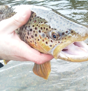 Brown trout Brown trout