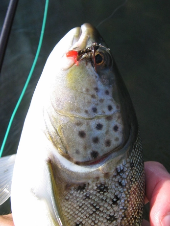 Another one fell Another one fell