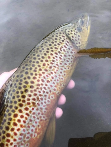A nice brown trout A nice brown trout