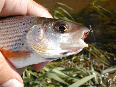 Grayling Grayling