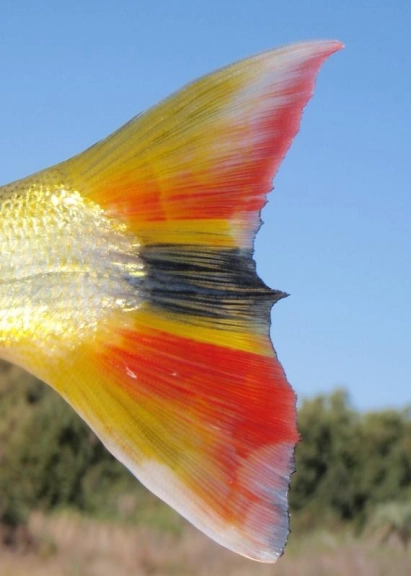 Color impression Color impression