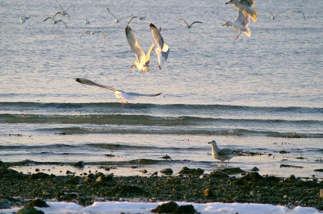 Feeding sea gulls Feeding sea gulls