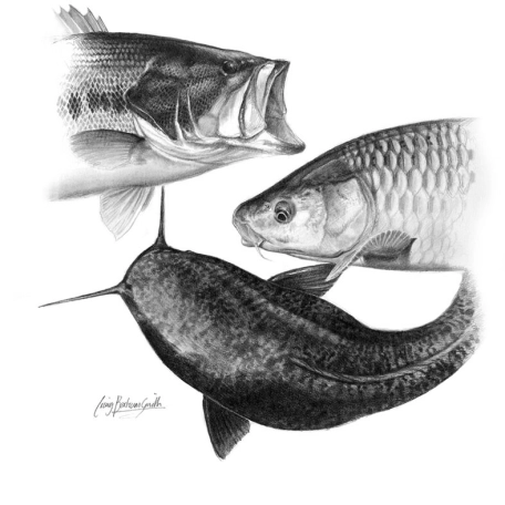 Fish collage Fish collage