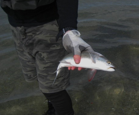 Small speciment Small speciment