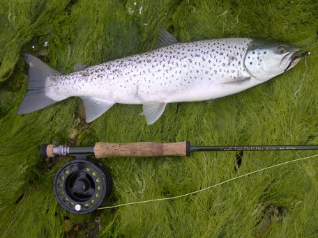 Ver decent fish Ver decent fish