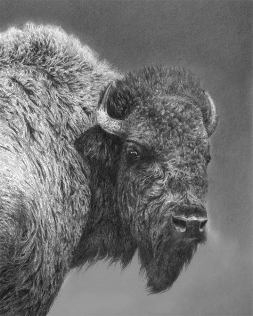 American bison American bison