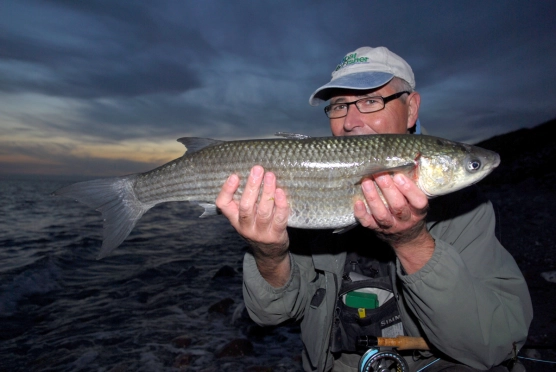 Mullets and cows! - image Mullets and cows! - image