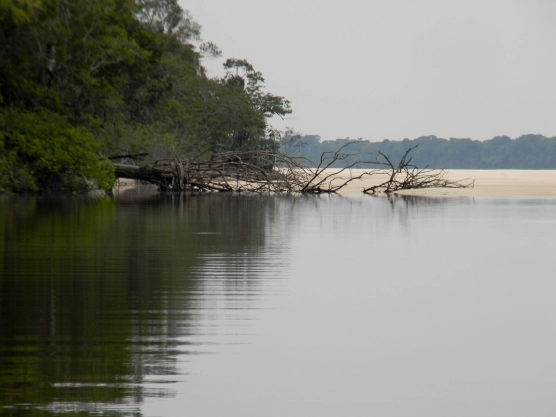 The jungle The jungle