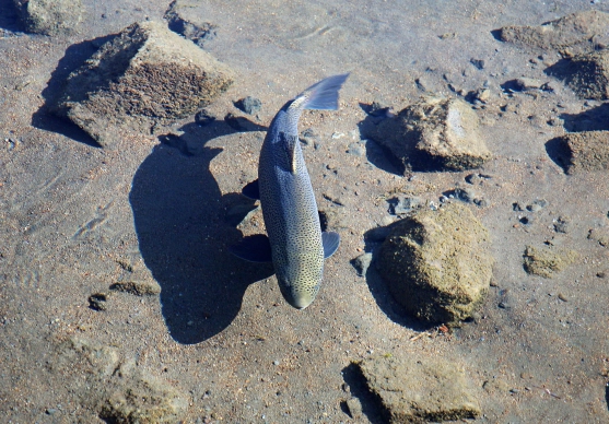 It's that clear! It's that clear!