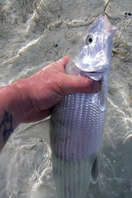 A medium size bonefish A medium size bonefish
