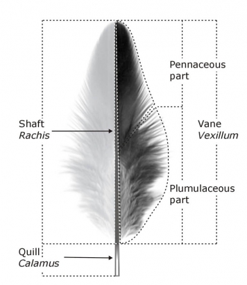 Basic feather structure