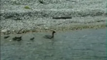 Video thumb for Ghost Carp of Lake Michigan