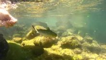 Video thumb for Oregon Coast Range Cutts