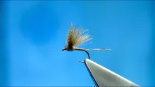 Video thumb for CDC Quill Gordon