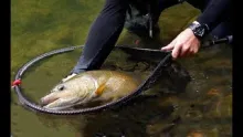 Video thumb for Dance with the River (la Bienne)