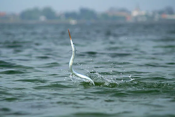 Dances with garfish - The garfish is a very energetic fighter