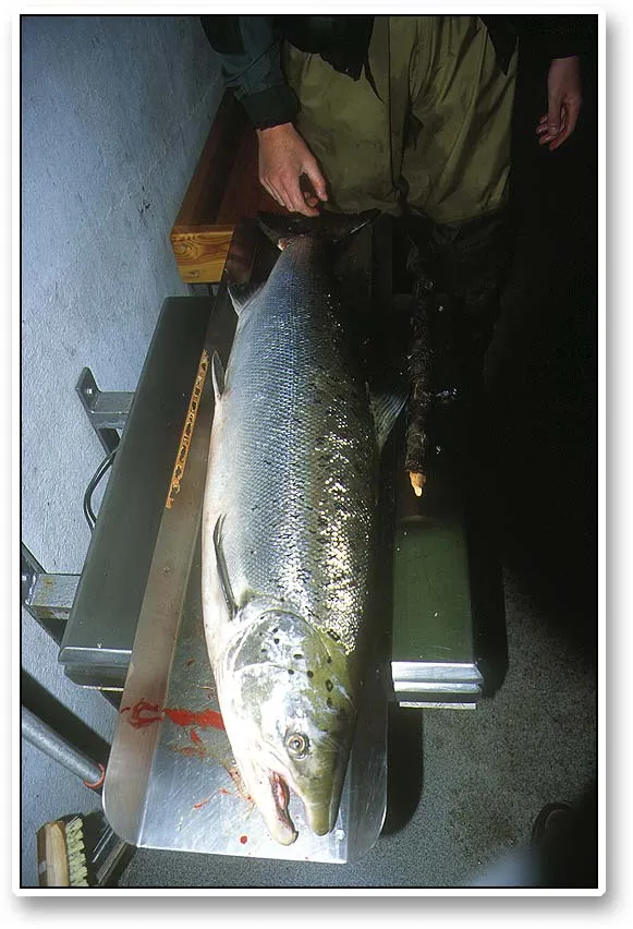 On the weight - Most salmon caught in high season are kept. The ritual of carrying the large fish along the stream to the shack where weighing, registration and cleaning takes place is a highlight for many fishers.<BR>
In the evening fishers will gather in the shack to read the reports, see the fish and chat.